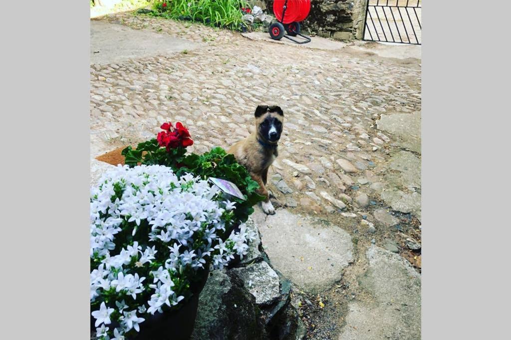 فيلا Casa La Biera La Velilla  المظهر الخارجي الصورة